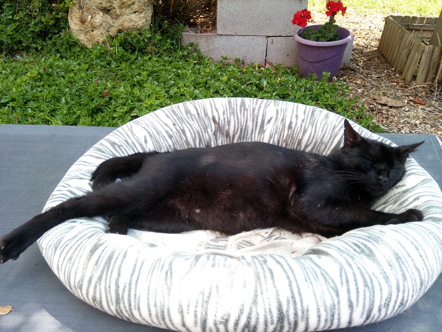 Blackie