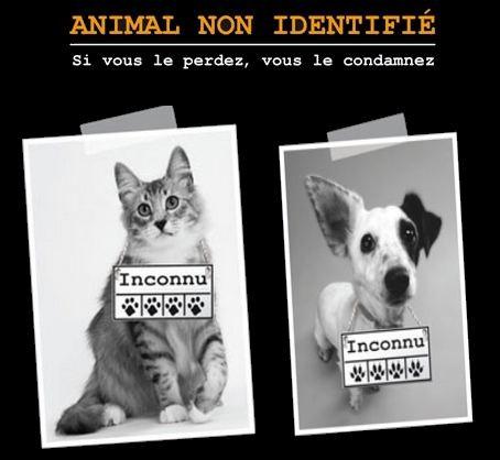 Identification 1 1