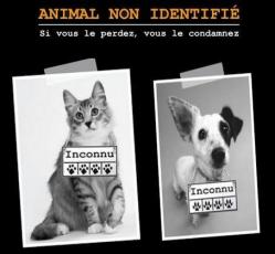 Identification 1