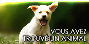 Animal trouve