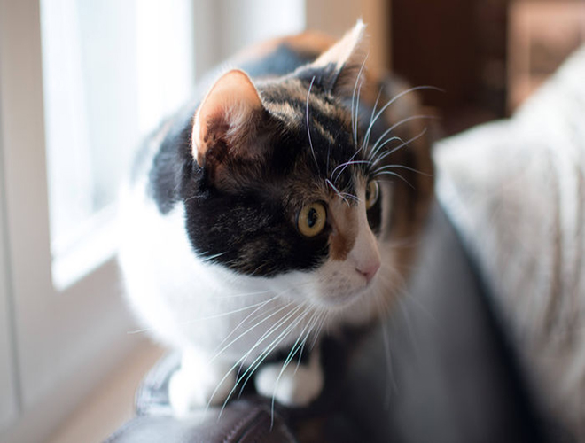 Blog yummypets accident voiture chat 1 2015